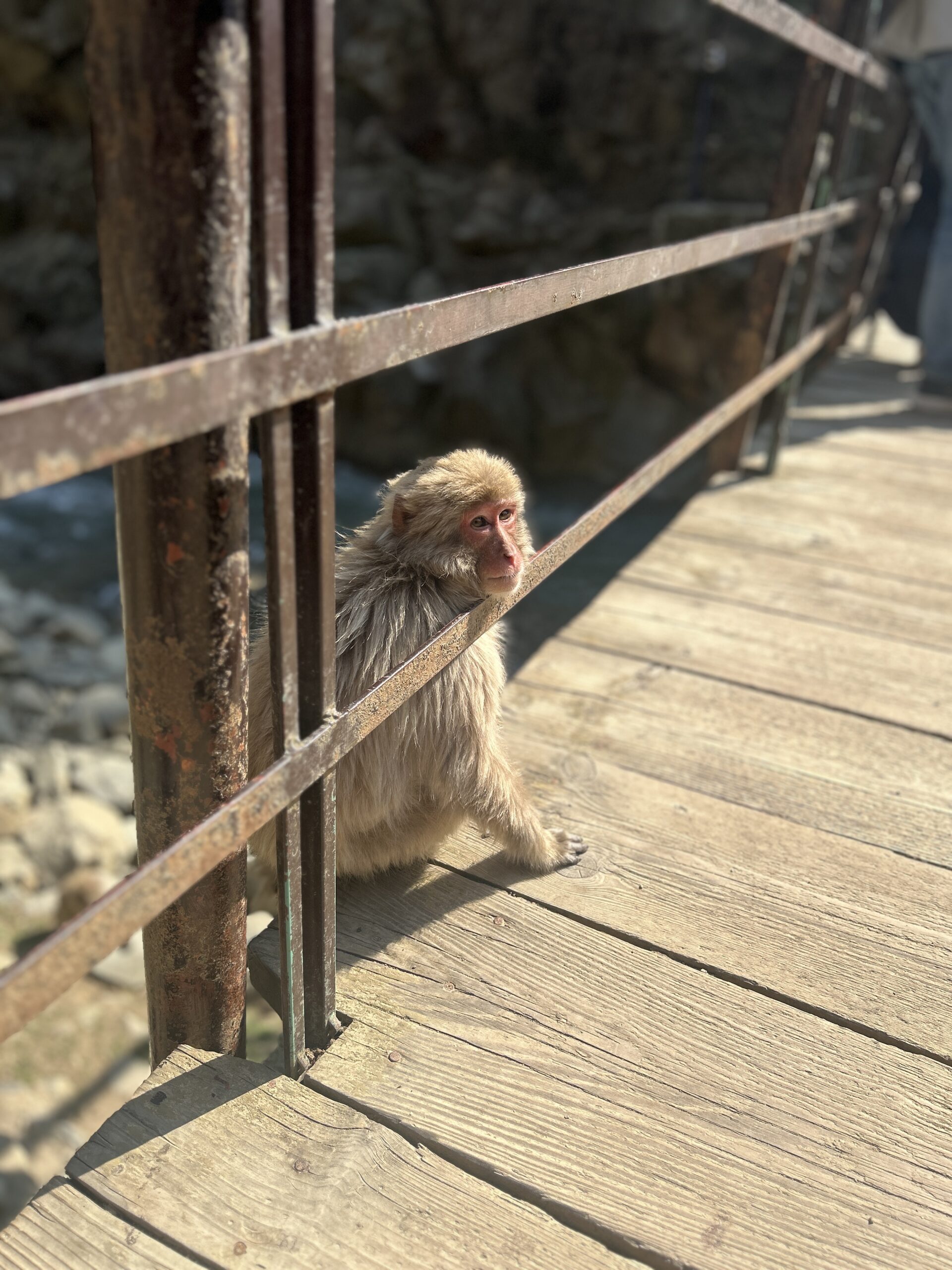 Japan – Day 11: Nagano & Tokyo